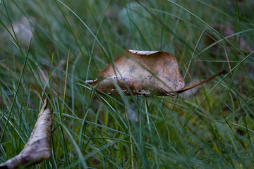 fall of the leaf