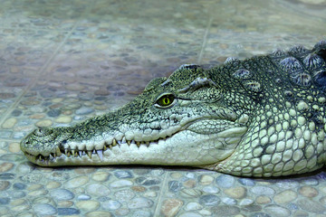 Muzzle of a lying crocodile on the side