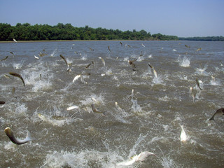 Flying Asian carp massively jump out of the water
