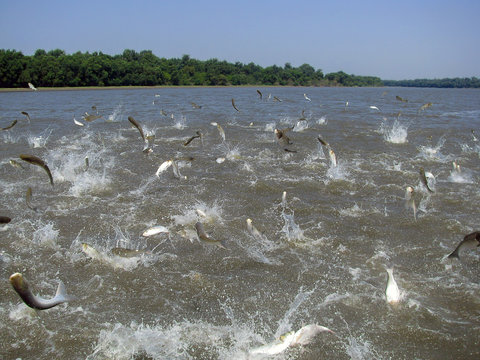 Flying Asian Carp Massively Jump Out Of The Water