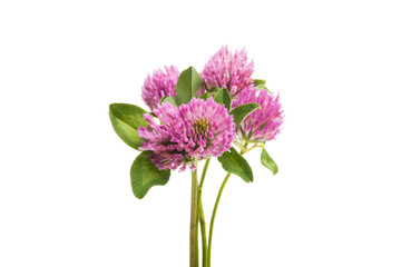 clover flower isolated