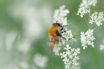 Schwebfliege nascht an Doldenblüte