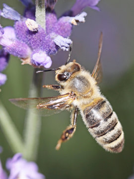 Honigbiene im Flug an einer Blüte