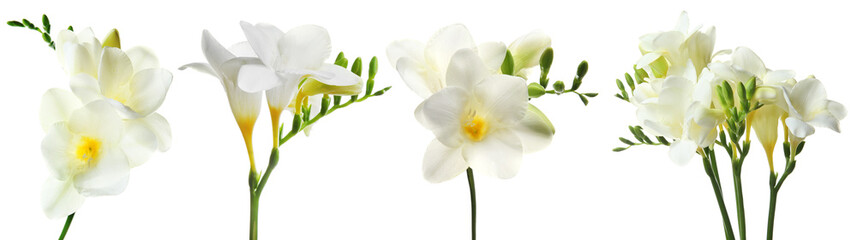 Set with Freesia flowers on white background - obrazy, fototapety, plakaty