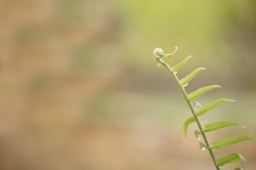 Green leaf in the morning with blurred background.