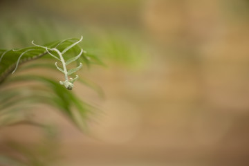 Green leaf in the morning with blurred background.