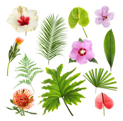 Set with beautiful tropical flowers and green leaves on white background