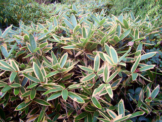 Isolated view of beautiful varigated bamboo leaves .