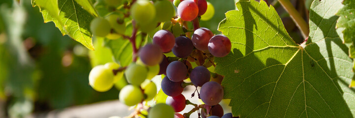 Panorama mit weissen und roten Weintrauben an Weinrebe