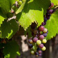 Reife Weintrauben mit Weinblättern