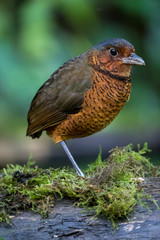Ecuador antpitta