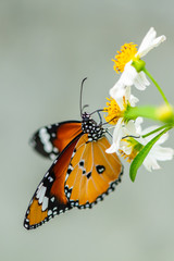 An African Monarch butterfly or Plain Tiger butterfly is using its probostic to collect the nectar from the flower.