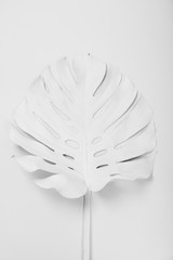 Painted tropical Monstera leaf on white background, top view