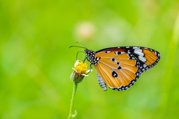 Fototapeta na wymiar An African Monarch butterfly or Plain Tiger butterfly is using its probostic to collect the nectar from the flower.