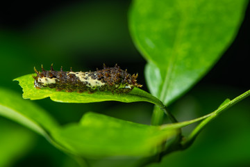 The Lime Swallowtail butterfly larva on the lime leaf