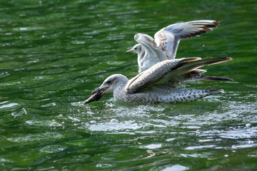 the seagulls flying over the river in summer day