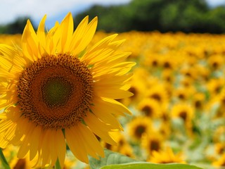 sunflower fields background