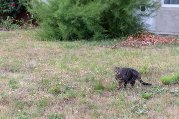 Grey cat sitting on the grass in the garden