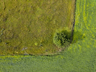 Panoramic view from flying drones to agricultural fields with dirty trail and green bush. Top view.