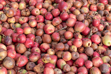 Topview on several ripe windfall apples