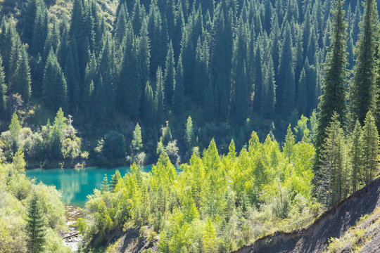 Fototapeta The Sunken Forest Of Mountain Lake, a unique natural landscape