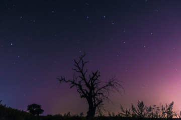 samotne drzewo nocą i niebo z gwiazdami