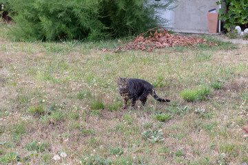 Single cat sitting on the grass in an dooryard