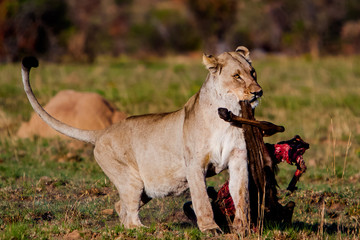 Lioness with Kill