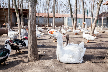 White geese on farm
