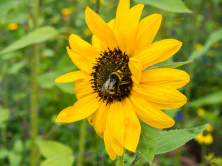 gelbe Sonnenblume mit Biene