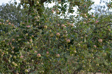 Apple tree in an orchard full of ripen apples