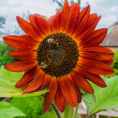 Rote Sonnenblume mit Bienen