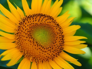 heart shaped sunflower  fields background
