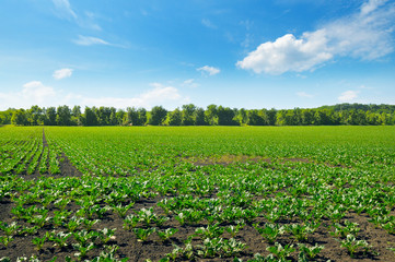 Green beet field and blue sky.