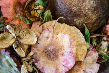 Background of beautiful dried potpourri with  delicate pastels and earth tones - selective focus