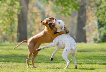 Two dogs, Rhodesian Ridgeback and Dalmatian, playing together 
