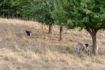 Fototapeta na wymiar Sheeps and a goat on a pasture with brown grass