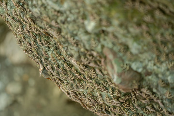 Valley Of The Butterflies. A beautiful nature reserve on the island of Rhodes, Greece, nature background