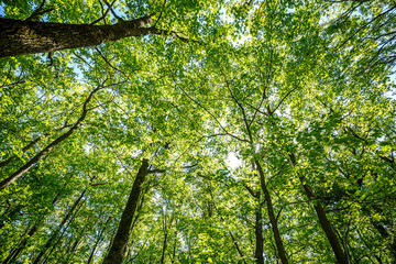 summer road through deciduous green forest 