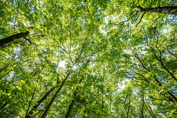 summer road through deciduous green forest 