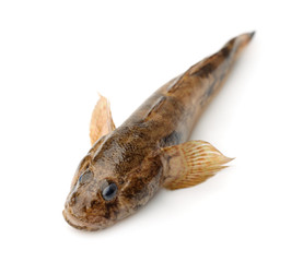 Monkey goby fish