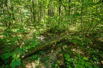 summer road through deciduous green forest 