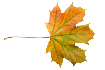 Colorful autumn maple leaf isolated on white background close up