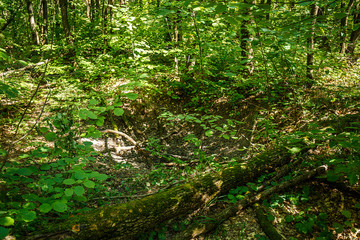Fototapeta premium summer road through deciduous green forest 