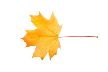 Colorful autumn maple leaf isolated on white background close up