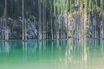 The Sunken Forest Of Mountain Lake, a unique natural landscape
