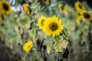 tournesol