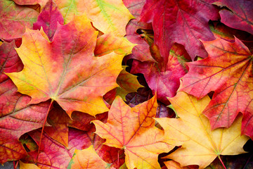 Naklejka na ściany i meble Amazing multicolor background of natural autumn foliage. Colorful background of multicolor leaves with natural light. Majestic bright autumn foliage color background