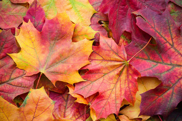 Naklejka na ściany i meble Amazing multicolor background of natural autumn foliage. Colorful background of multicolor leaves with natural light. Majestic bright autumn foliage color background