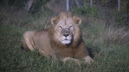 A wild lion, Safari, Game reserve, South Africa